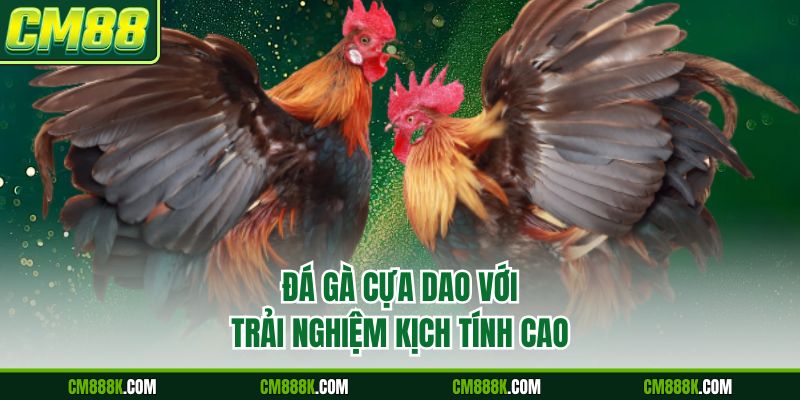 Đá gà cựa dao với trải nghiệm kịch tính cao