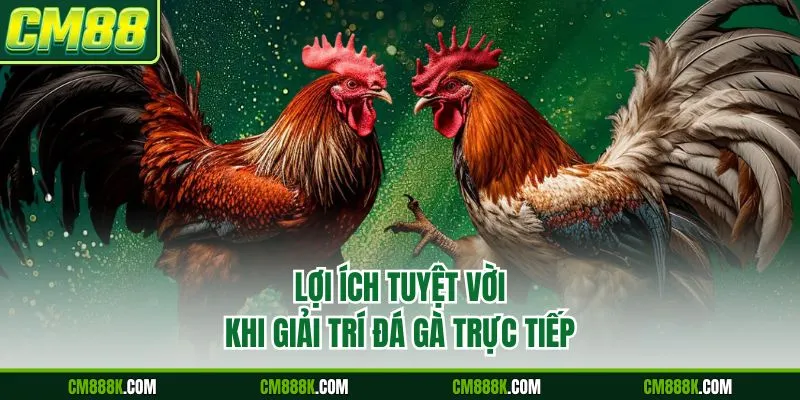 Lợi ích tuyệt vời khi giải trí đá gà trực tiếp