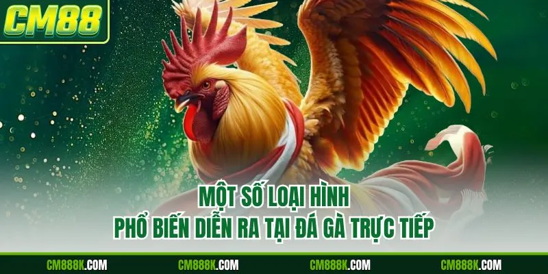 Một số loại hình phổ biến diễn ra tại đá gà trực tiếp
