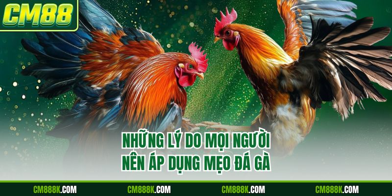 Những lý do mọi người nên áp dụng mẹo đá gà